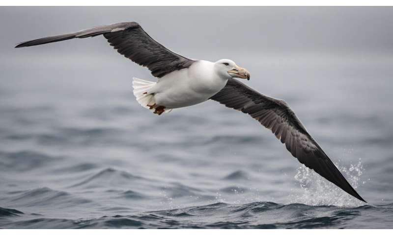 How we recruited albatrosses to patrol the high seas for illegal fishers