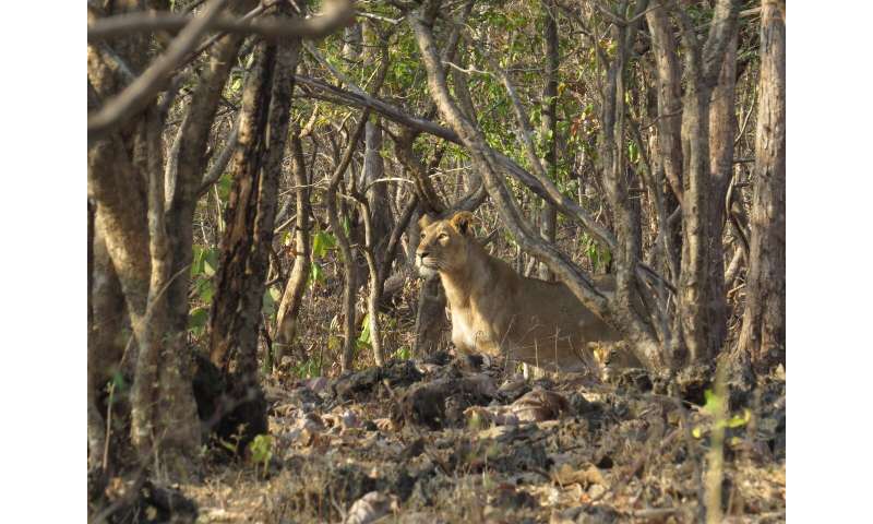 Improving assessments of an endangered lion population in India