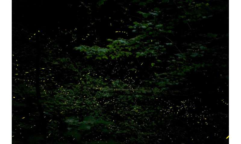 Inside the secret lives of synchronous fireflies