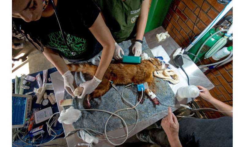 In this file picture taken on September 27, 2020 a ring tailed coati receives medical attention from vets at the Guilherme de Ar