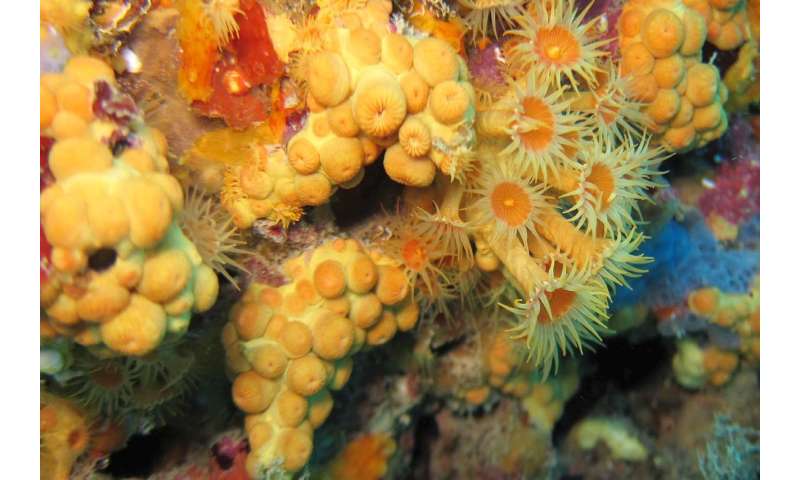 Is it one or two species? The case of the cluster anemones