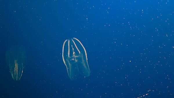 Is our most distant animal relative a sponge or a comb jelly? Our study provides an answer