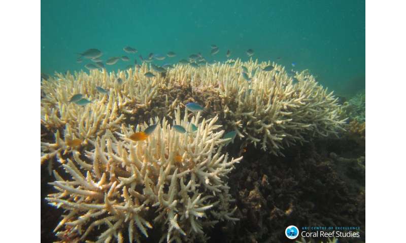 I studied what happens to reef fish after coral bleaching. What I saw still makes me nauseous