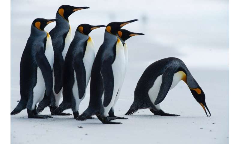 King penguins like these could see their foraging routes cut off by the giant iceberg
