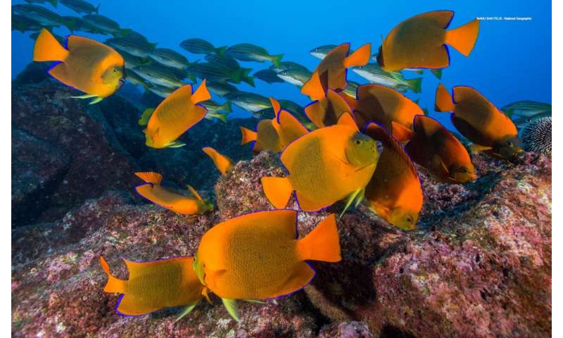 Landmark study concludes marine life can be rebuilt by 2050