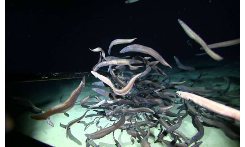 Largest aggregation of fishes in abyssal deep sea recorded by UH researchers