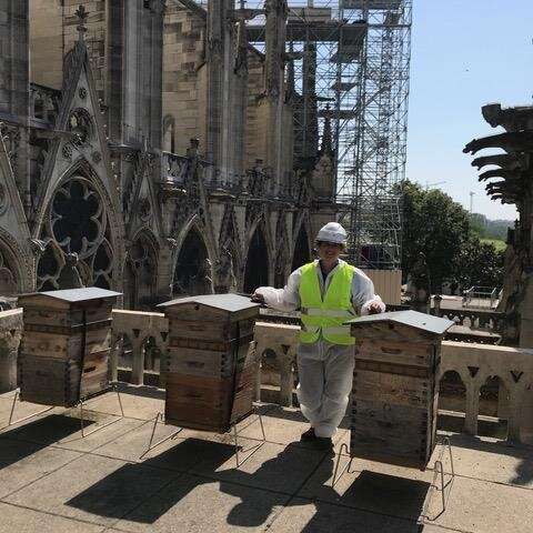 Lead released in Notre Dame Cathedral fire detected in Parisian honey
