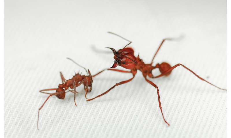 Leaf-cutter ant, first insect found with biomineral body armor
