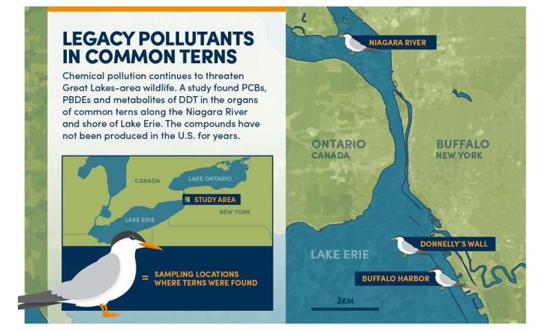 Legacy pollutants found in migratory terns in Great Lakes region