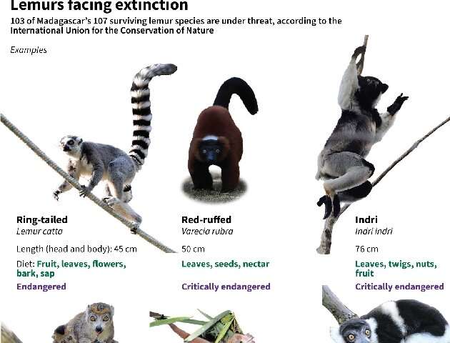 Conservation Africa News - Lemurs facing extinction