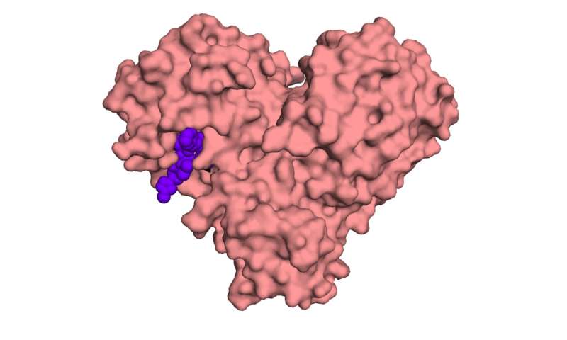 'Like a key to a lock': how seeing the molecular machinery of the coronavirus will help scientists design a treatment