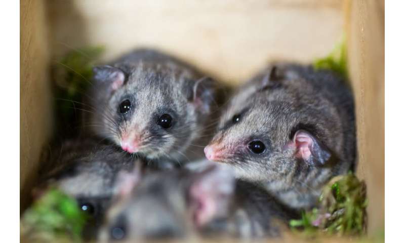 Looks like an ANZAC biscuit, tastes like a protein bar: Bogong Bikkies help mountain pygmy-possums after fire