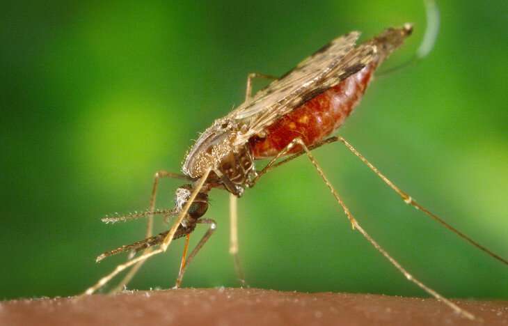 疟疾寄生虫在非蚊子季节时就会藏在人体内