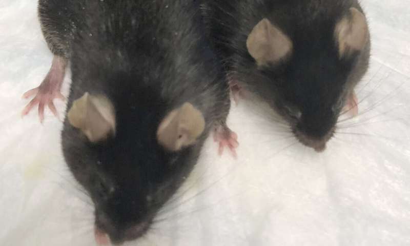 'Mighty mice' stay musclebound in space, boon for astronauts