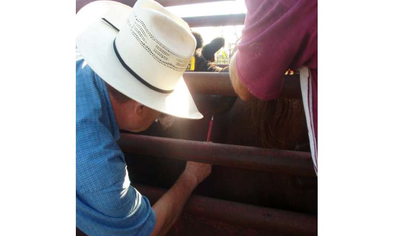 Mineral deficiencies need to be considered in cattle deaths