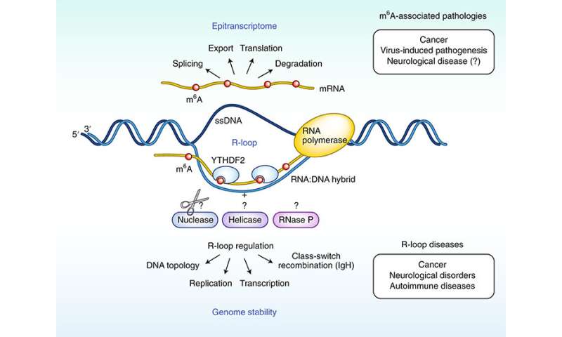 Modified RNA has a direct effect on DNA