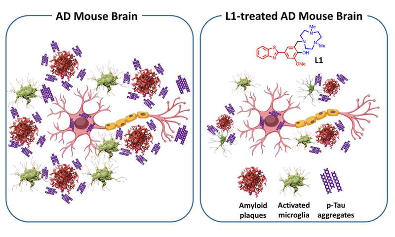 Molecule reduces multiple pathologies associated with Alzheimer's disease