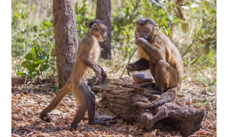 Monkeys smashing nuts with stones hint at how human tool use evolved