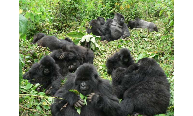 Mountain gorillas are good neighbours - up to a point