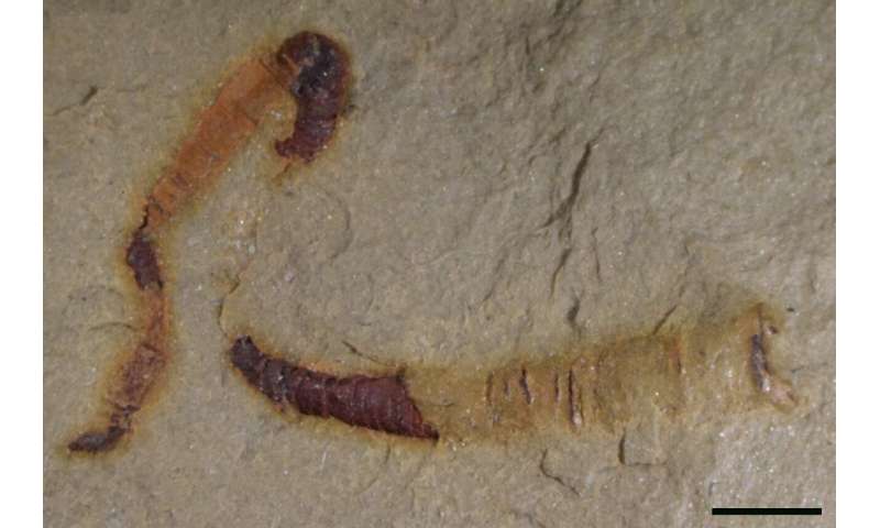 MU scientists find oldest-known fossilized digestive tract -- 550 million years