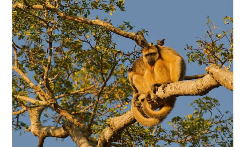 Mutations may have saved brown howlers from yellow fever virus
