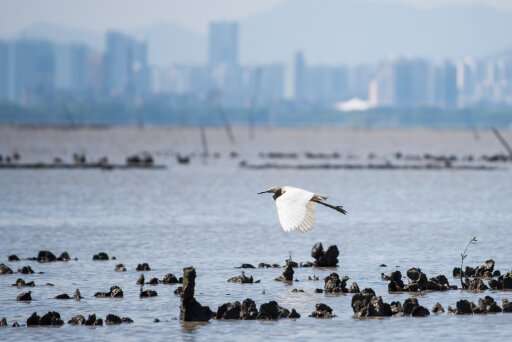 New research makes strong case for restoring Hong Kong's lost oyster reefs