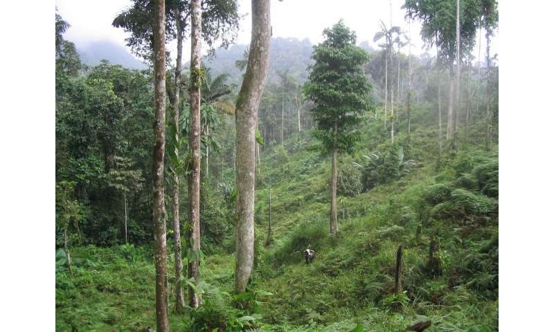 Nitrogen-fixing trees help tropical forests grow faster and store more carbon