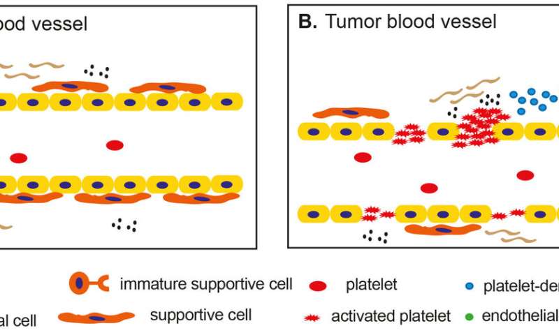 发现血小板在肿瘤血管中的新功能