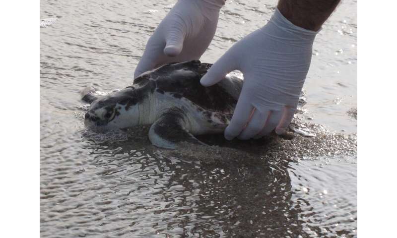 Once near death, rescued sea turtles sent back to the ocean