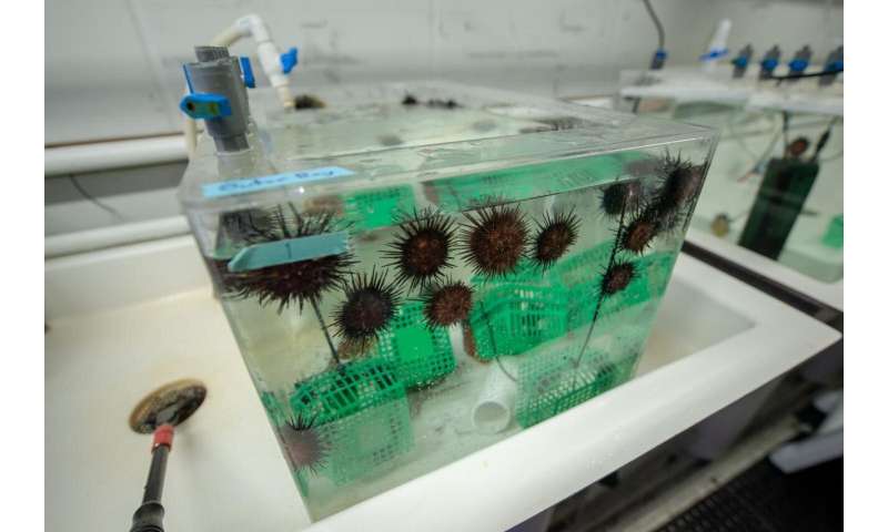 One-two punch: sea urchins stuck belly-up in low-oxygen hot water
