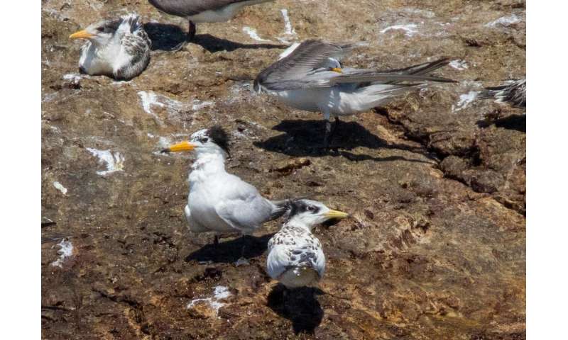 OSU researchers part of international effort to save critically endangered seabird