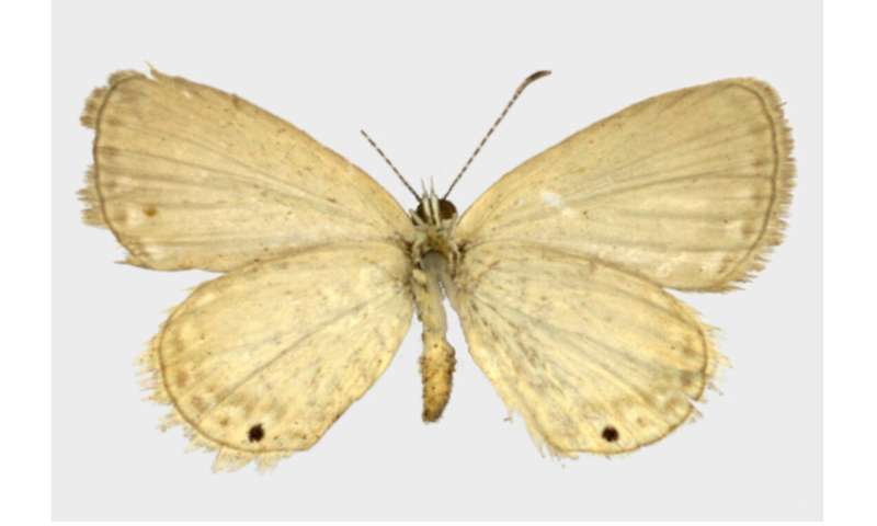 Over a century later, the mystery of the Alfred Wallace's butterfly is solved