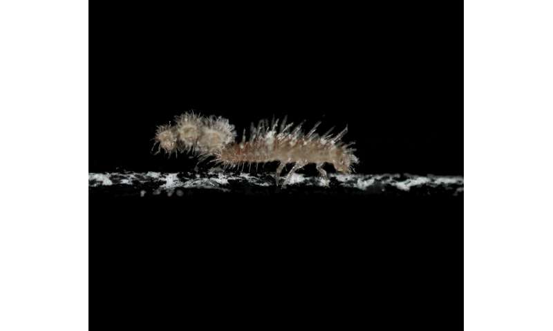 Peculiar behavior of the beetle Toramus larvae, carrying their exuviae