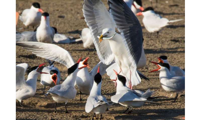 Predation by Caspian terns on young steelhead means fewer return as adults