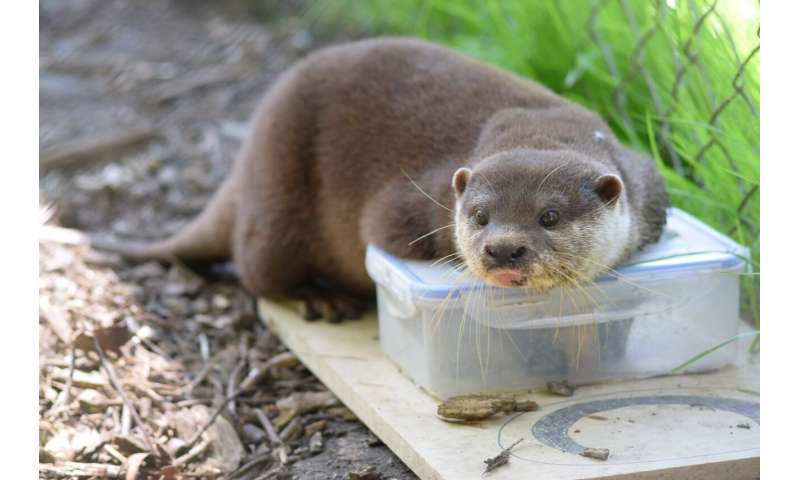 Puzzled otters learn from each other