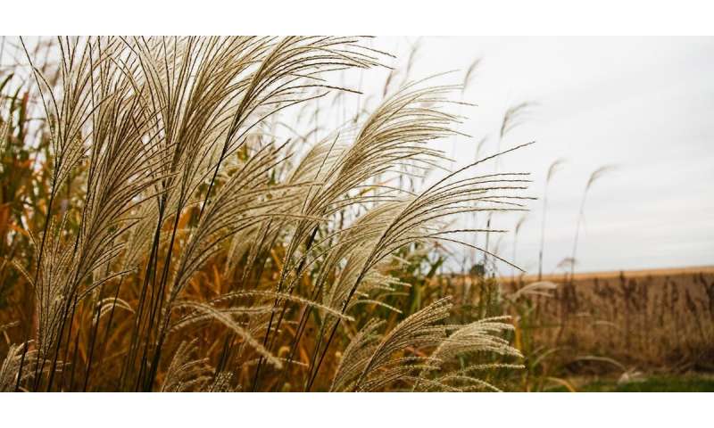 Research could save years of breeding for new Miscanthus hybrids