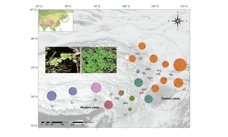 Research enlightens population genomics and adaptive evolution of ancient relictual plant