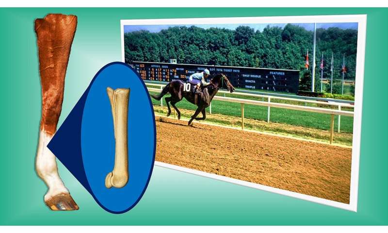 Research story tip: Horse skeletons provide clues to preventing racehorse injuries