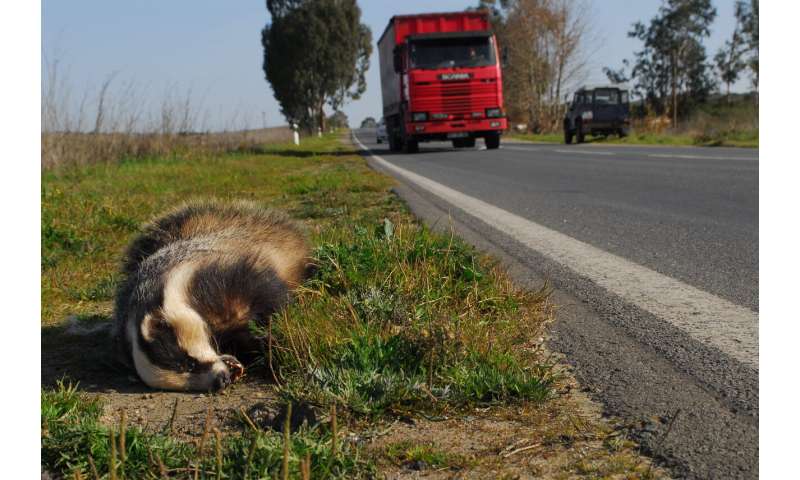 Roadkill study identifies animals most at risk in Europe