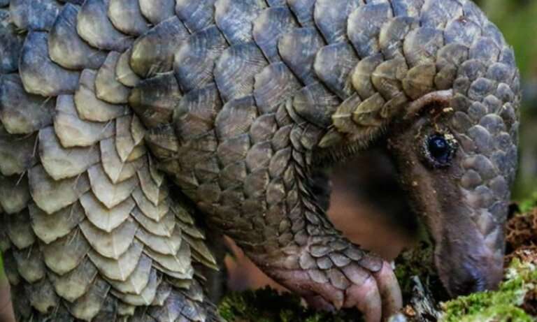 Scales of critically endangered pangolin seized in Sumatra