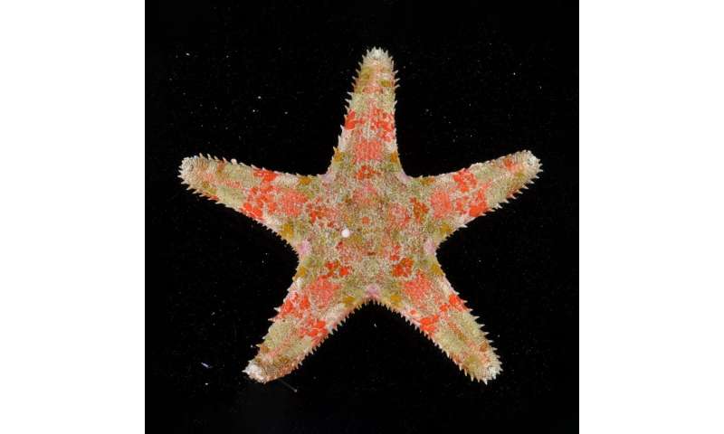 Sea star's ability to clone itself may empower this mystery globetrotter