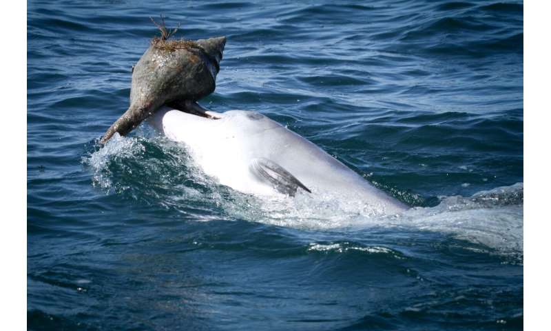 Shelling out for dinner -- Dolphins learn foraging skills from peers