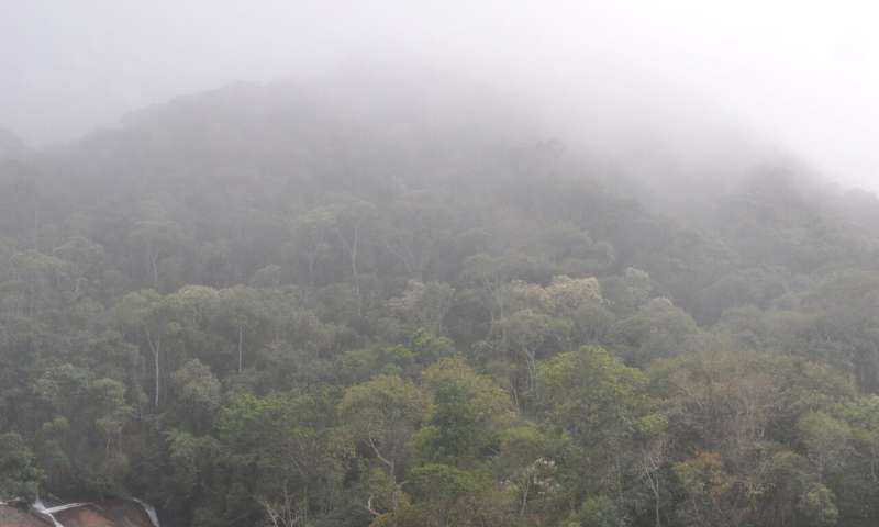 Some Brazilian forests found to already be transitioning from carbon sinks to carbon sources