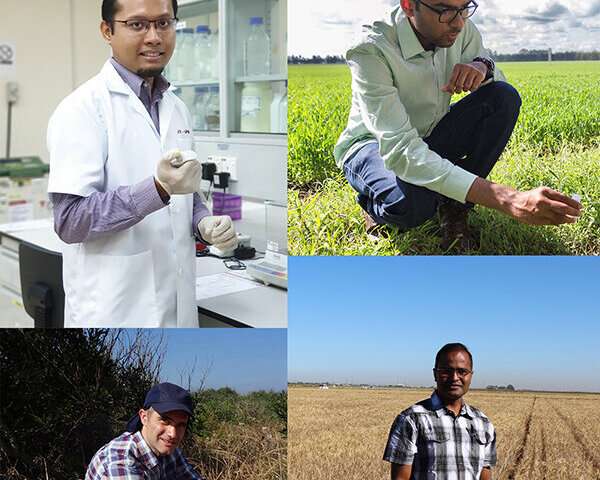Study finds large-scale expansion of stem rust resistance gene in barley and oat lineages