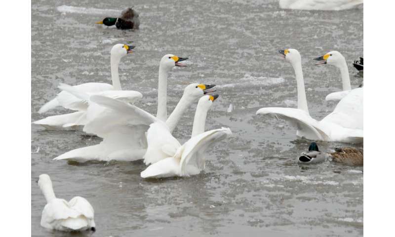 Swans reserve aggression for each other