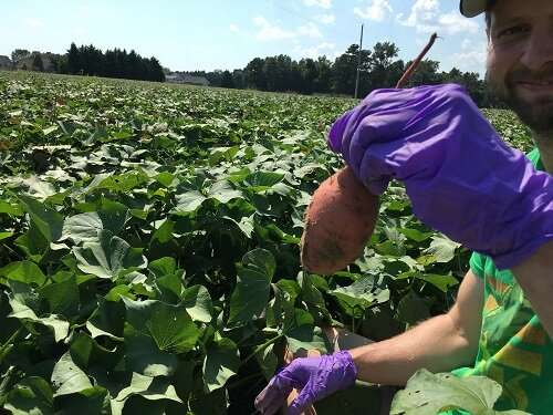 Sweet potato microbiome research important first step towards improving yield