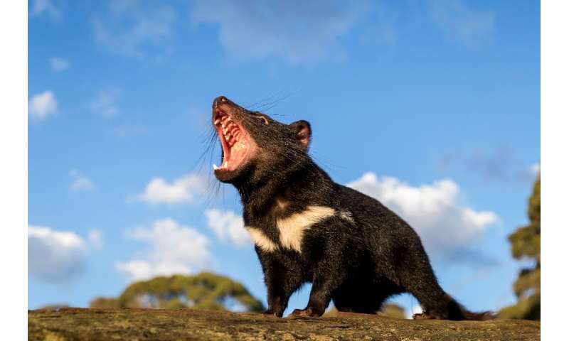 Tasmanian devils have been exinct on Australia's mainland for thousands of years