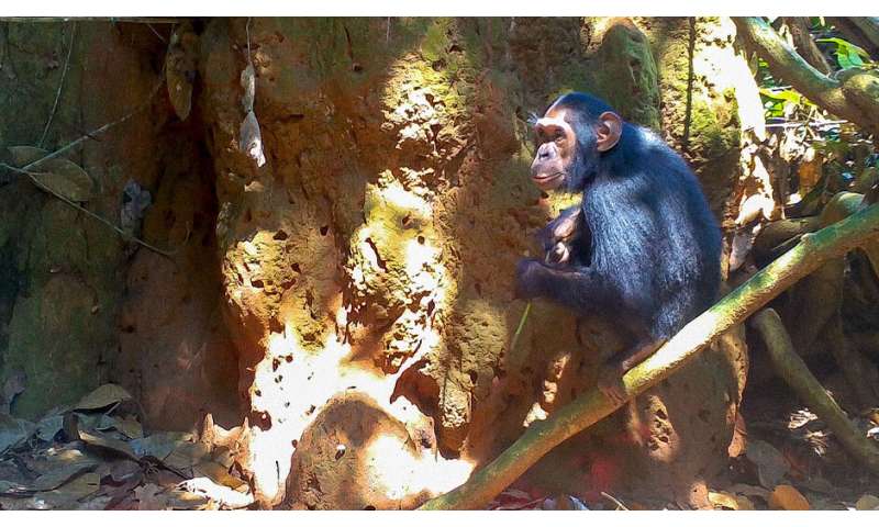 Termite-fishing chimpanzees provide clues to the evolution of technology
