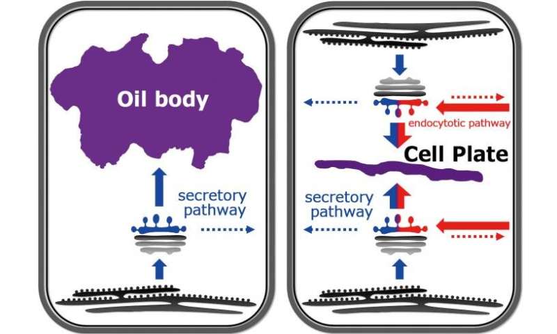 The liverwort oil body is formed by redirection of the secretory pathway