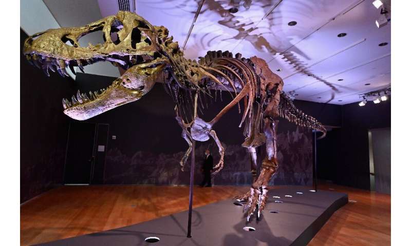 The remains of a Tyrannosaurus rex named Stan will go on sale in New York